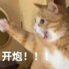 猫耳君
