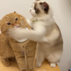 纸伞