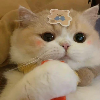 尘埃使者