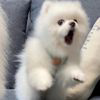 WispWoe